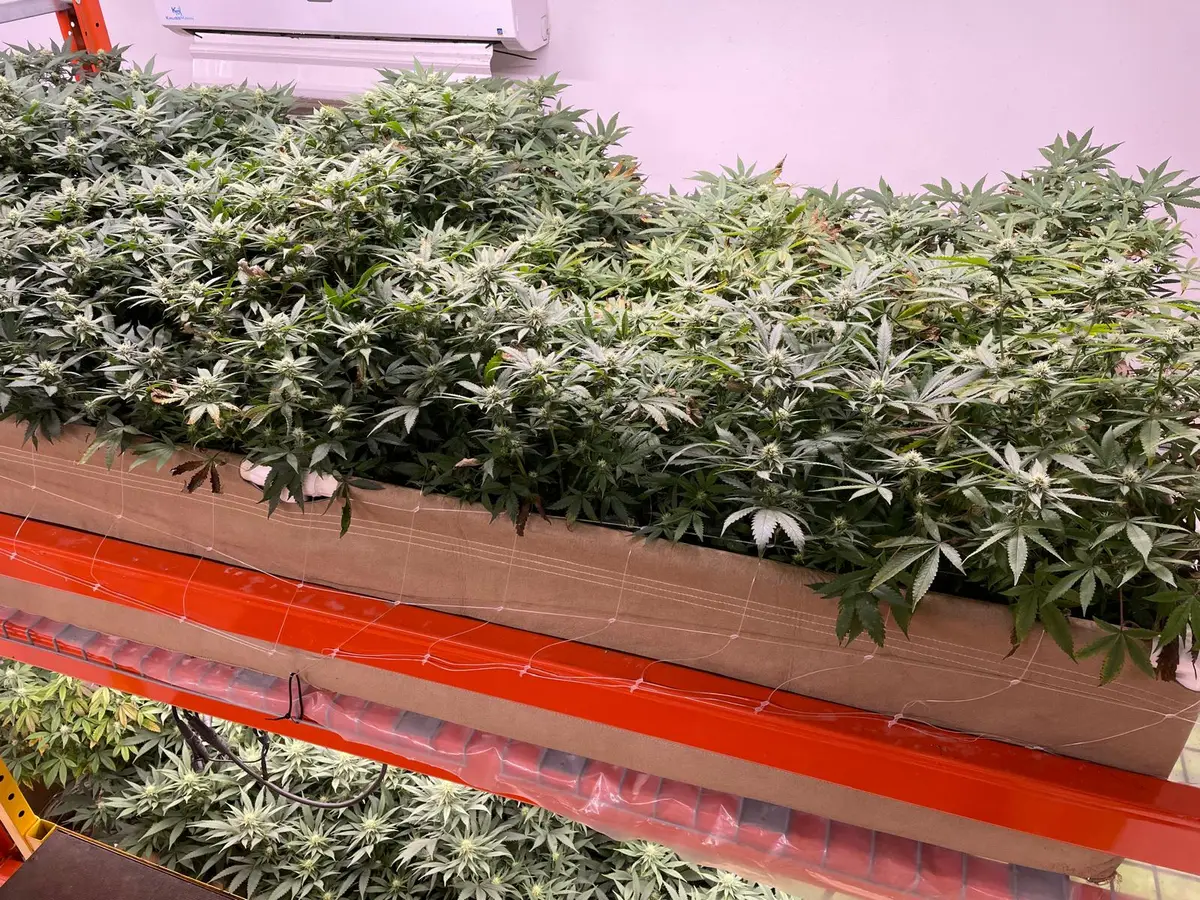Cultivation canopy